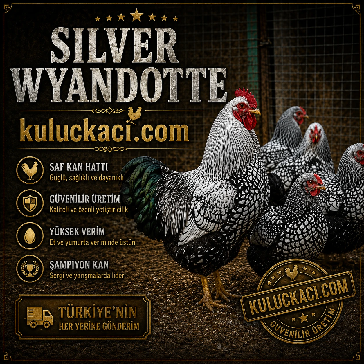 Wyandotte Silver Wyandotte Kuluçkalık Yumurtası