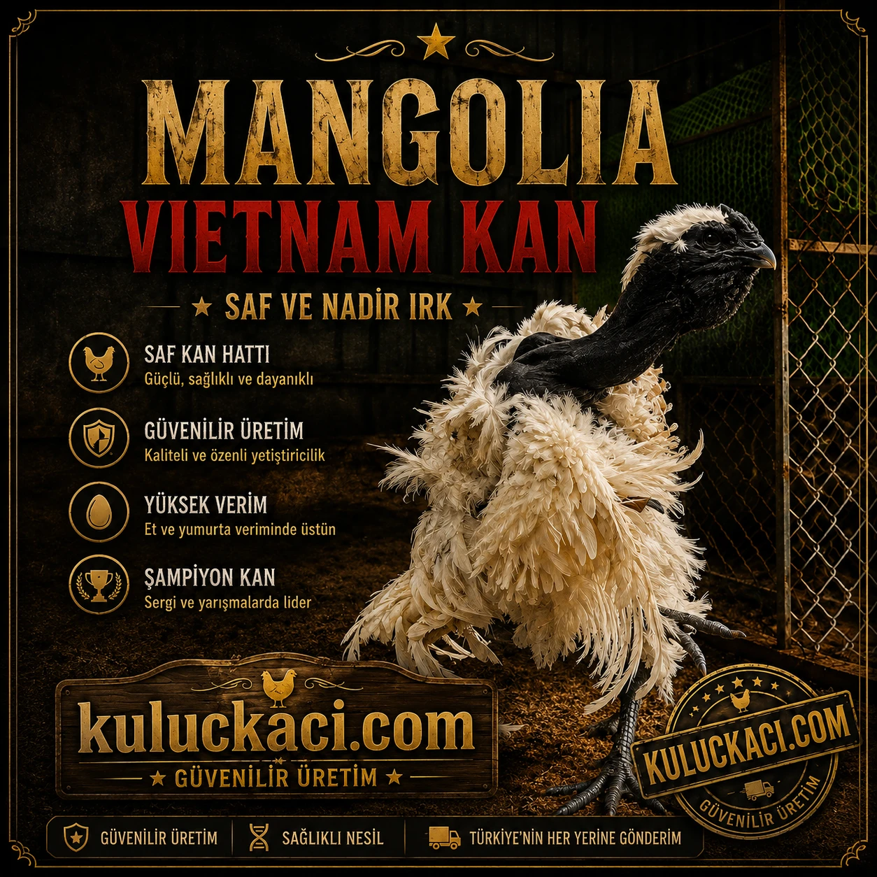 Mangolia Tavuğu